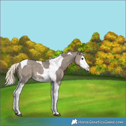 Horse Color:Silver Smoky Grullo Sabino Splash Tobiano Appaloosa