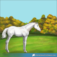 Horse Color:Silver Perlino Splash Tobiano Frame Appaloosa Rabicano 