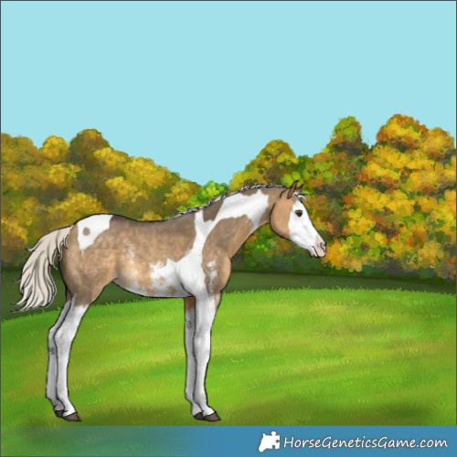 Horse Color:Silver Buckskin Dun Sabino Splash Tobiano Appaloosa Rabicano 