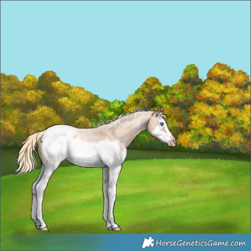 Horse Color:Palomino Ice Roan Sabino Splash Frame Appaloosa Rabicano 