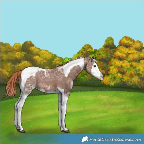 Horse Color:Chestnut Ice Sabino Splash Tobiano Appaloosa Rabicano 