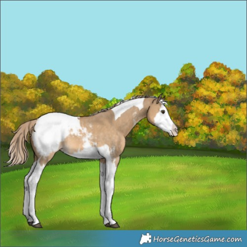 Horse Color:Chocolate Palomino Dun Sabino Splash Tobiano Appaloosa Rabicano 