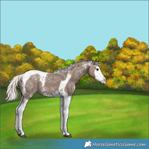 Horse Color:Silver Black Ice Splash Tobiano Appaloosa Rabicano 