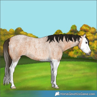 Horse Color:Gray Buckskin Roan Splash