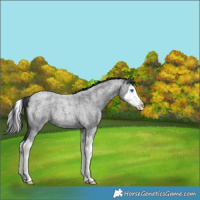 Horse Color:Blue Roan Splash