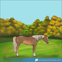 Horse Color:Chocolate Palomino 