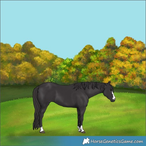 Horse Color:Smoky Black 