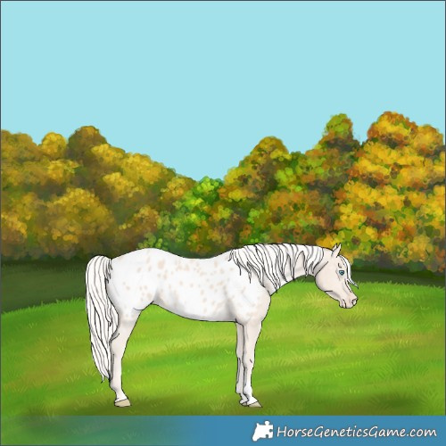 Horse Color:Cremello Appaloosa 