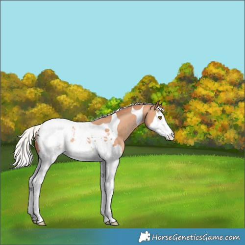 Horse Color:Silver Classic Champagne Splash Tobiano Appaloosa Rabicano