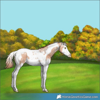 Horse Color:Gold Champagne Ice Splash Tobiano Varnish Rabicano 