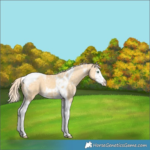 Horse Color:Gold Cream Champagne Ice Dun Splash Tobiano Appaloosa Rabicano 