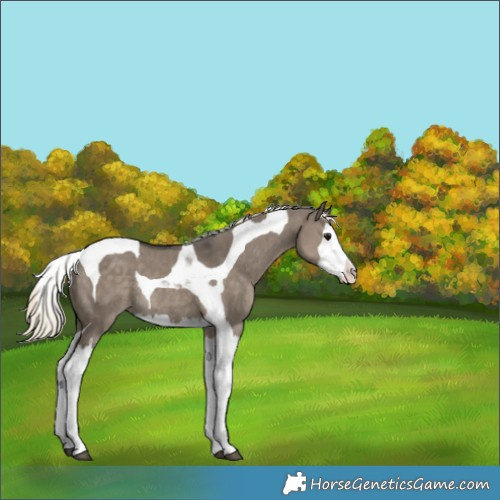 Horse Color:Silver Smoky Grullo Splash Tobiano Appaloosa Rabicano