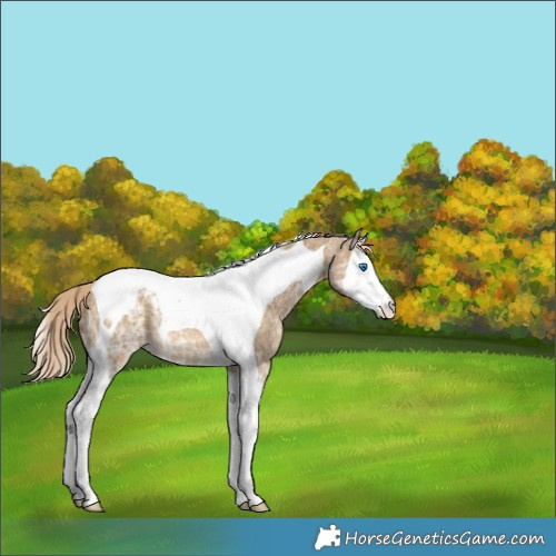 Horse Color:Chocolate Palomino Ice Dun Splash Tobiano Appaloosa Rabicano