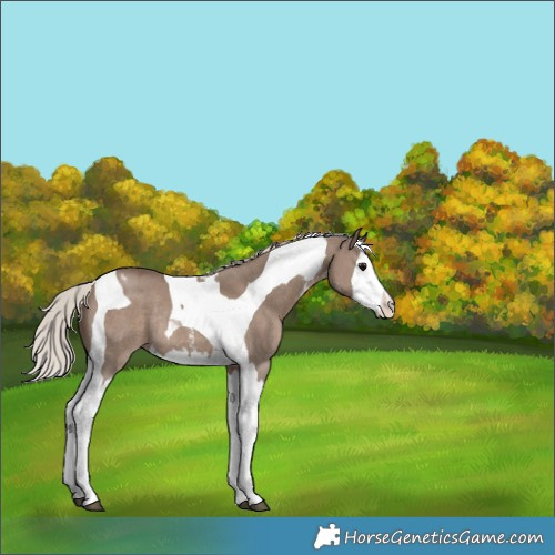 Horse Color:Silver Grullo Sabino Splash Tobiano Appaloosa Rabicano