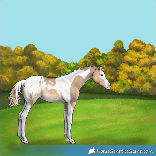 Horse Color:Chocolate Palomino Dun Splash Tobiano Appaloosa Rabicano