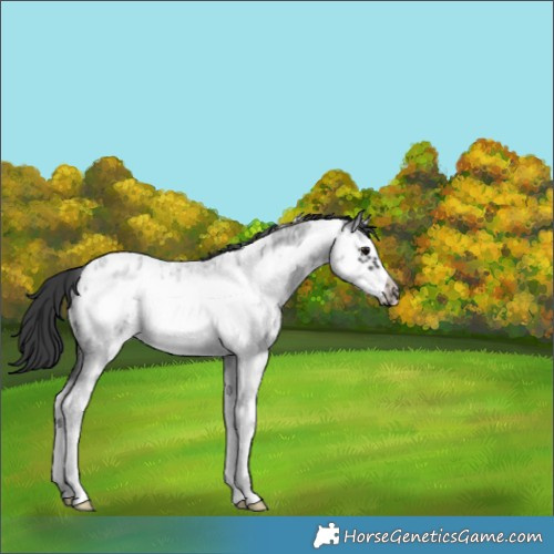 Horse Color:Blue Roan Sabino Splash Frame Appaloosa Rabicano