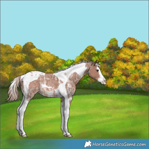 Horse Color:Chestnut Ice Sabino Splash Tobiano Appaloosa Rabicano 