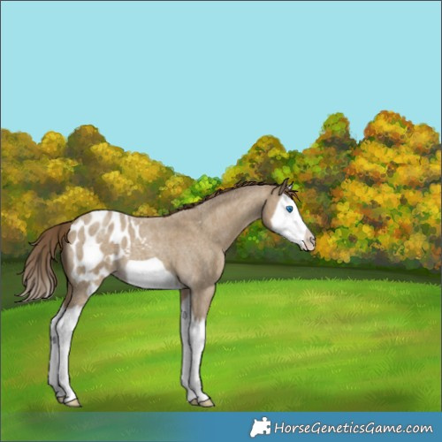 Horse Color:Classic Cream Champagne Roan Splash Frame Appaloosa