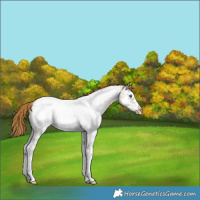 Horse Color:Classic Cream Champagne Roan Dun Sabino Splash Frame Snowcap Rabicano 