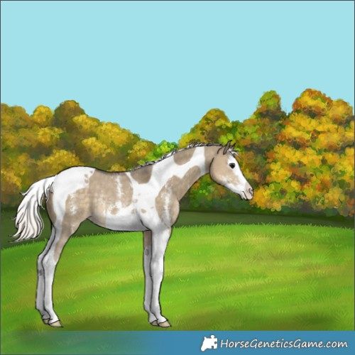Horse Color:Silver Smoky Grullo Sabino Splash Tobiano Appaloosa Rabicano