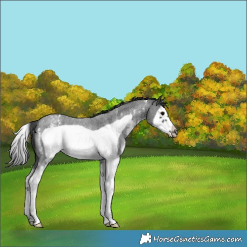 Horse Color:Blue Roan Sabino Splash Frame Appaloosa Rabicano