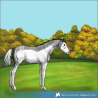 Horse Color:Blue Roan Sabino Splash Frame Appaloosa Rabicano 