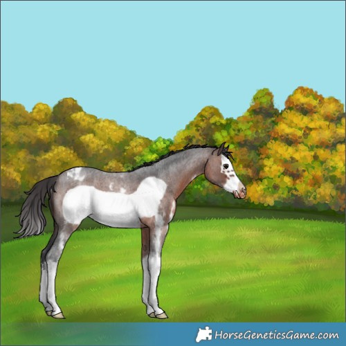 Horse Color:Brown Roan Sabino Splash Frame Appaloosa Rabicano 