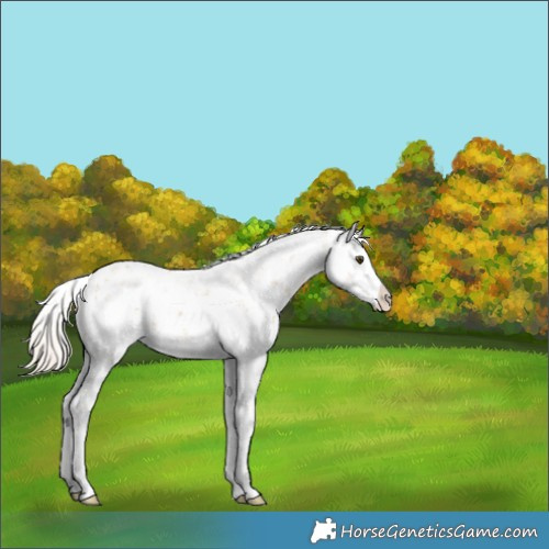 Horse Color:Palomino Dun Sabino Splash Appaloosa Rabicano