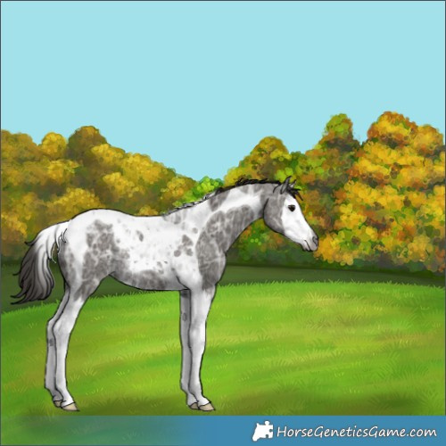 Horse Color:Gray Smoky Grullo Ice Splash Tobiano Appaloosa Rabicano 