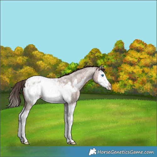 Horse Color:Classic Champagne Roan Splash Frame Appaloosa 