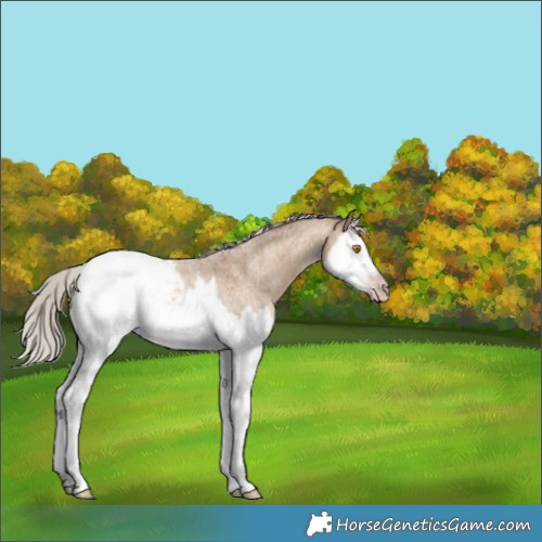 Horse Color:Gray Silver Classic Champagne Roan Dun Splash Frame Appaloosa Rabicano 