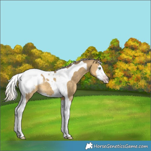 Horse Color:Gray Silver Sable Cream Champagne Dun Splash Tobiano Appaloosa Rabicano 