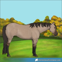 Horse Color:Liver Red Dun Rabicano 