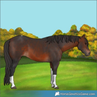 Horse Color:Brown Tobiano