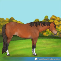 Horse Color:Bay Tobiano 