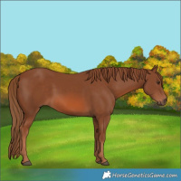 Horse Color:Chestnut 