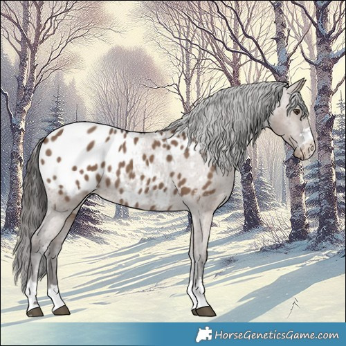 Horse Color:Liver Red Dun Appaloosa 