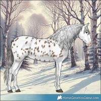 Horse Color:Liver Red Dun Appaloosa 