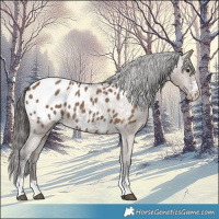 Horse Color:Liver Red Dun Appaloosa 