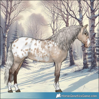 Horse Color:Liver Red Dun Appaloosa