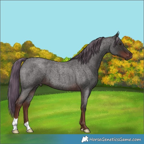 Horse Color:Liver Red Roan Mushroom 