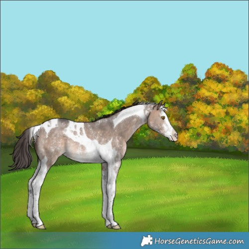 Horse Color:Bay Dun Sabino Splash Tobiano Appaloosa Rabicano 