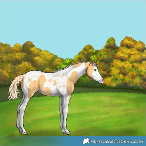 Horse Color:Palomino Dun Splash Tobiano Appaloosa