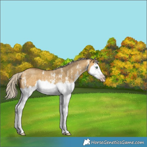 Horse Color:Gray Silver Amber Cream Champagne Dun Sabino Splash