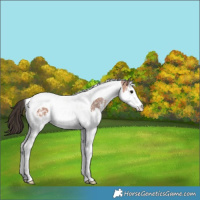 Horse Color:Bay Ice Sabino Splash Tobiano Appaloosa Rabicano