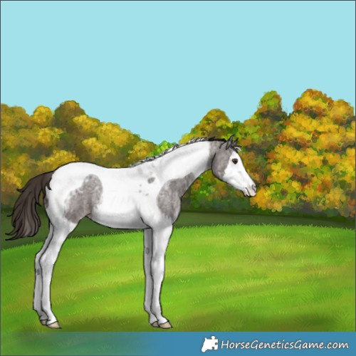 Horse Color:Liver Red Ice Roan Splash Tobiano Appaloosa Rabicano