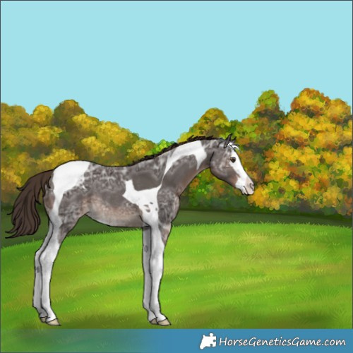 Horse Color:Liver Chestnut Ice Splash Tobiano Appaloosa Rabicano 