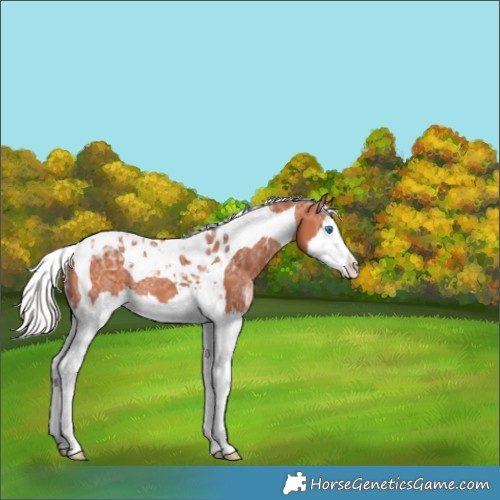 Horse Color:Silver Bay Ice Splash Tobiano Appaloosa Rabicano 