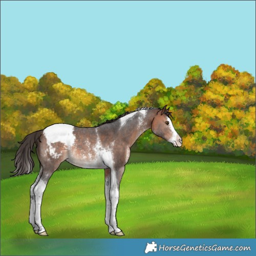 Horse Color:Bay Sabino Splash Tobiano Appaloosa Rabicano 