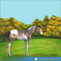 Horse Color:Bay Sabino Splash Tobiano Appaloosa Rabicano 
